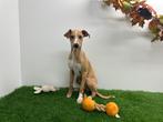 Italiaanse windhondjes pups, Dieren en Toebehoren, Honden | Chihuahua's en Gezelschapshonden, België, Overige rassen, 8 tot 15 weken