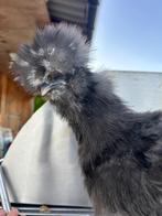 Mottled zijdehoen usa hen
