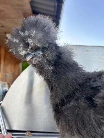 Mottled zijdehoen usa hen