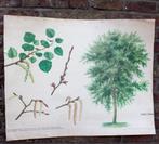 Carte scolaire vintage nature botanique du tremble, Antiquités & Art, Enlèvement ou Envoi, Nature et Biologie