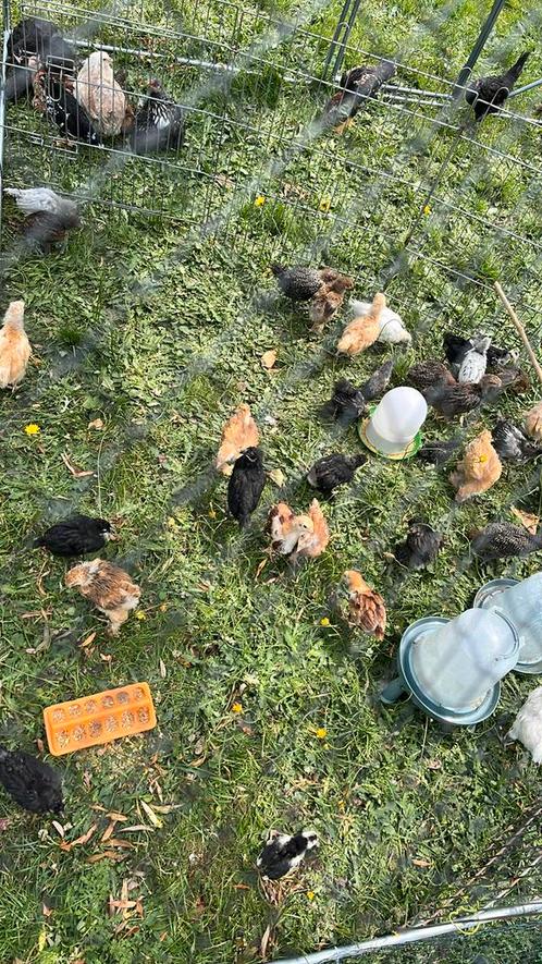 BE en kuikens ondermeer; Orloff, La flèche, Brakel, Koekoek, Dieren en Toebehoren, Pluimvee, Kip, Meerdere dieren