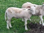 WIltshire Horn stamboek ramlam 2025, Dieren en Toebehoren, Schapen, Geiten en Varkens, Mannelijk, Schaap, 0 tot 2 jaar