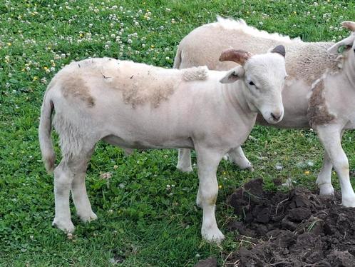 WIltshire Horn stamboek ramlam 2025, Dieren en Toebehoren, Schapen, Geiten en Varkens, Schaap, Mannelijk, 0 tot 2 jaar