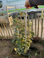 Photinia fraseri red robin / glansmispel., Tuin en Terras, Ophalen, 100 tot 250 cm