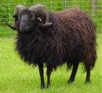 ram 20 kg