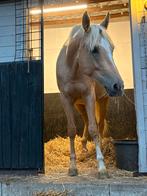 Paard te koop, Animaux & Accessoires, Chevaux, Cheval de dressage, Vermifugé, Débourré, 160 à 165 cm