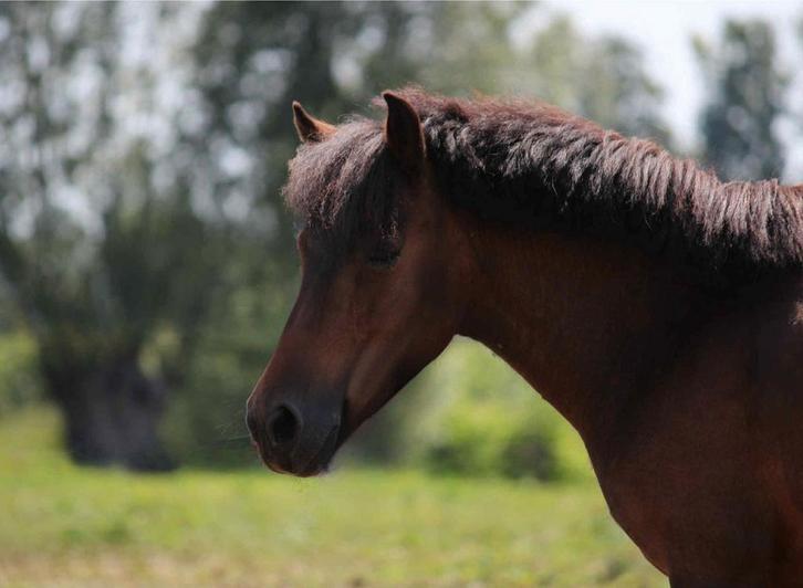 A Pony merrie 8 jaar, Dieren en Toebehoren, Paarden, Merrie, B, 7 tot 10 jaar
