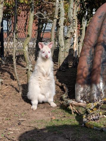 Rustige Wallaby man 2025 of eventueel koppel (tamme ouders) beschikbaar voor biedingen