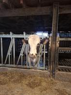 Stier Oost vlaams, Dieren en Toebehoren, Mannelijk, 0 tot 2 jaar