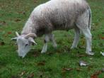 mouton, bélier, agneau, Mâle, Mouton, 0 à 2 ans
