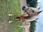 Haflingermerrie met merrieveulen, Dieren en Toebehoren, Paarden, Merrie, Minder dan 160 cm, Gechipt, 3 tot 6 jaar