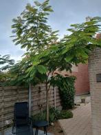 Perzische slaapboom, Ophalen
