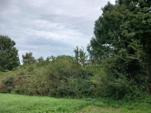 Terre agricole, prairie, forêt, à vendre, Tongres - bois de, Immo, Terrains & Terrains à bâtir, Ventes sans courtier