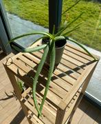 Aloe Vera plante d’intérieur, Tuin en Terras, Ophalen