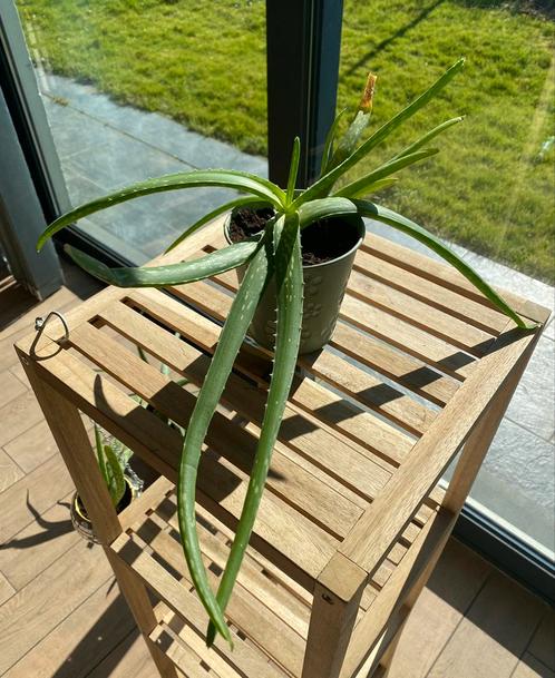 Aloe Vera plante d’intérieur, Tuin en Terras, Planten | Tuinplanten, Ophalen