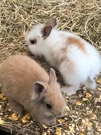 Jonge dwergkonijntjes (Leeuwenkopjes), Dieren en Toebehoren, Konijnen, Meerdere dieren, Dwerg, 0 tot 2 jaar