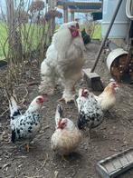 Gigantisch grote witte brahma haan, Dieren en Toebehoren, Pluimvee