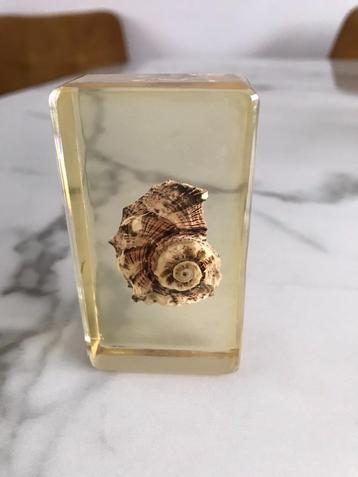 Blocs décoratifs en résine avec coquilles (2 tailles) 3 e, Enlèvement ou Envoi, Coquillage(s)