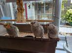 Tamme Valkparkietjes, Dieren en Toebehoren, Vogels | Parkieten en Papegaaien, Meerdere dieren, Parkiet, Geringd