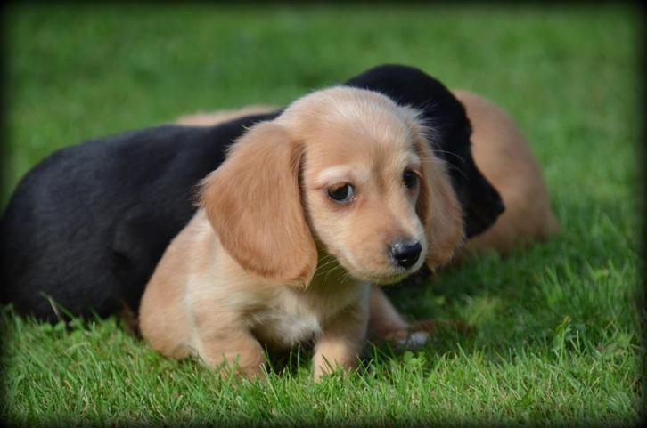 Langharige Teckel pups, Dieren en Toebehoren, Honden | Teckels en Dashonden, Reu, Langhaar, Dwerg, Fokker | Professioneel, Meerdere