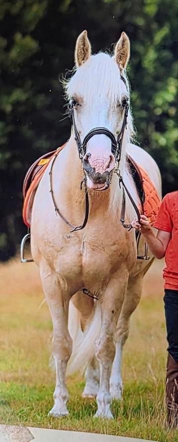 D pony ruin 7 jaar.  beschikbaar voor biedingen