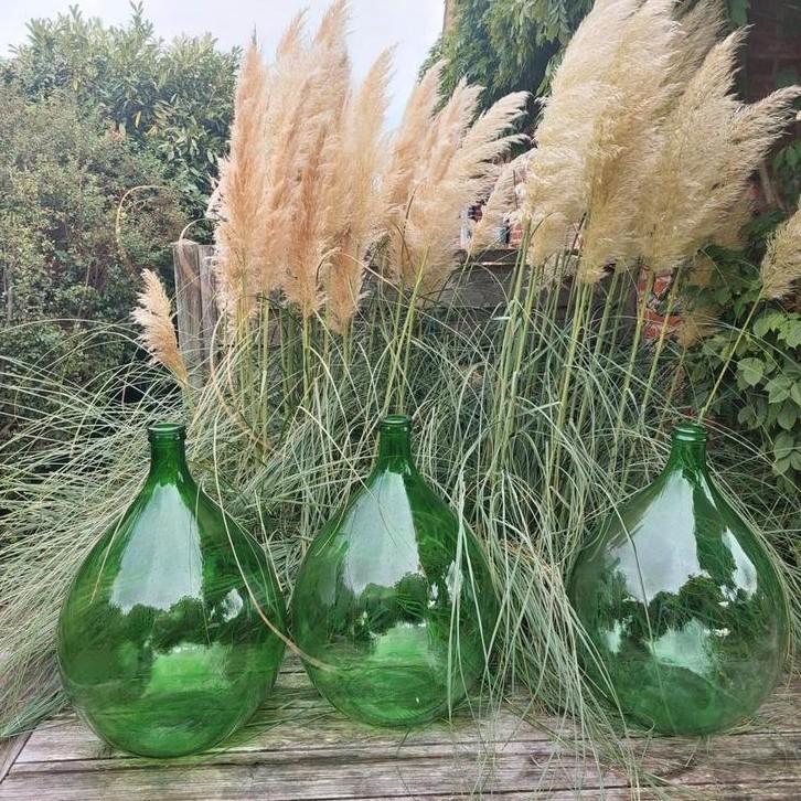 XL Dame Jeanne, Tuin en Terras, Planten | Tuinplanten, Ophalen