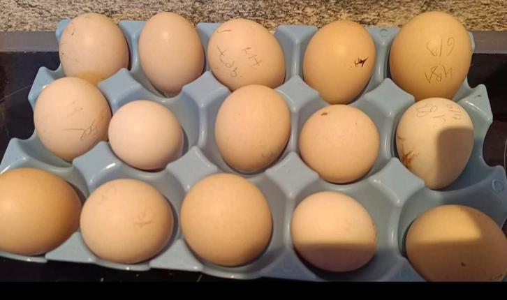 Broedeieren usa zijdehoen, Dieren en Toebehoren, Pluimvee
