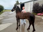 Friezen en haflingers, Dieren en Toebehoren, Hengst