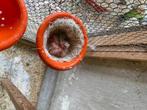 kanarie, Meerdere dieren, Zangkanarie
