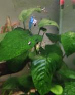 Blue Dream garnalen, Dieren en Toebehoren, Vissen | Aquariumvissen