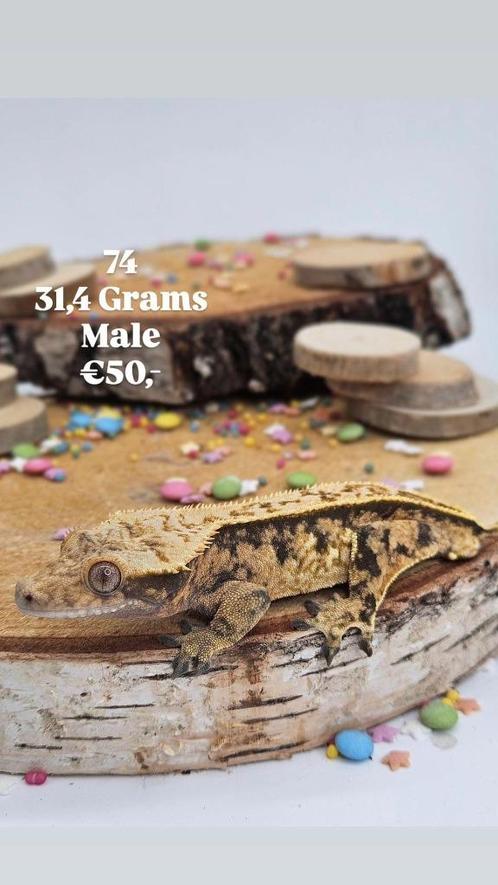 1.0 schattige tricolor wimpergekko man, Animaux & Accessoires, Reptiles & Amphibiens, Lézard, 0 à 2 ans, Domestique