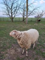 Schapen, Dieren en Toebehoren, Schapen, Geiten en Varkens, Mannelijk, Schaap, 0 tot 2 jaar