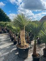 Yucca rostrata 1 m stam, Ophalen of Verzenden