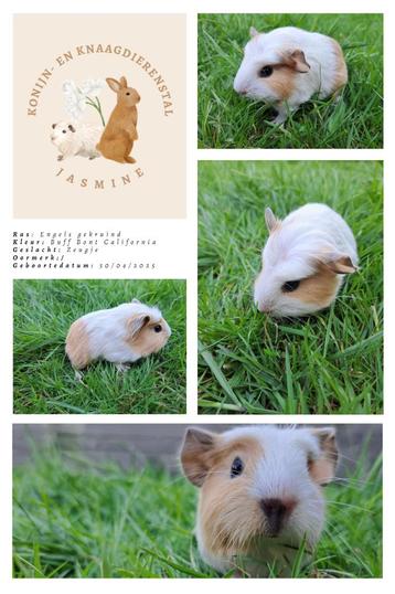 Verschillende jonge cavia'tjes beschikbaar beschikbaar voor biedingen