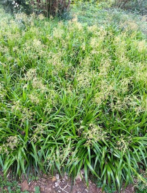 Luzula sylvatica - Grote veldbies (bladhoudend), Tuin en Terras, Planten | Tuinplanten, Halfschaduw, Ophalen