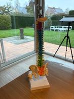 Menselijke ruggengraat-bekken model, Ophalen