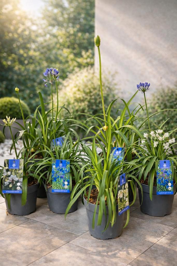 Afrikaanse Lelie - agapanthus, Tuin en Terras, Planten | Tuinplanten, Ophalen