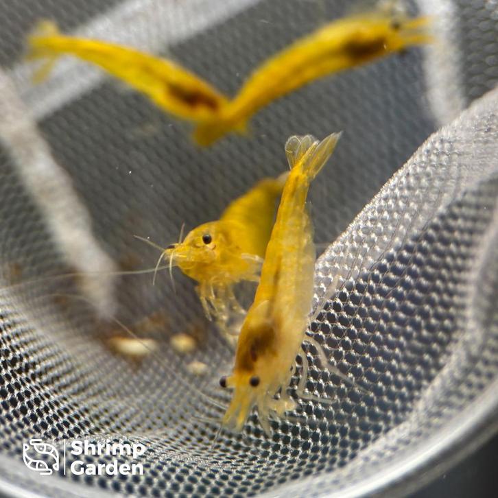 Yellow Garnalen – Neocaridina, Dieren en Toebehoren, Vissen | Aquariumvissen, Zoetwatervis, Kreeft, Krab of Garnaal, Schoolvis