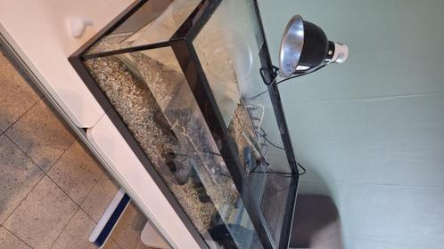 terrarium + ...zie omschrijving, Dieren en Toebehoren, Reptielen en Amfibieën, Overige soorten, Met terrarium