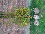 Carpinus betulus Lucas, Tuin en Terras, Ophalen, Haagbeuk