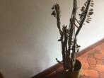 Euphorbia cactus, Maison & Meubles, Plantes d'intérieur, Cactus, Enlèvement ou Envoi