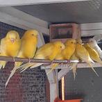 Grasparkieten, Dieren en Toebehoren, Vogels | Parkieten en Papegaaien