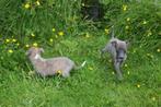 Whippet pups beide ouders hier aanwezig, België, Whippet, 8 tot 15 weken, Meerdere