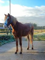 Nederlandse Welsh ruin 1,5 jaar B-pony, Animaux & Accessoires, Poneys, Poney B (1.17 m à 1.27 m), Hongre, 0 à 2 ans, Non dressé