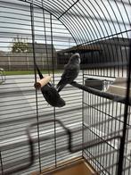 Grasparkieten: een man een pop