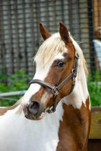 BEWEGINGSTOPPER! 3 jarige Bonte D-pony ruin van 1,46m, Dieren en Toebehoren, Pony's, Onbeleerd, Gechipt, Dressuurpony, Ruin