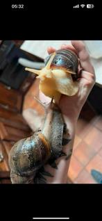 Reuzen slakken, Dieren en Toebehoren, Overige soorten, Tam, 0 tot 2 jaar