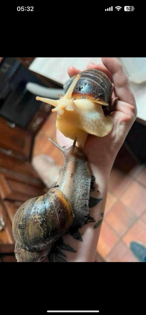 Reuzen slakken, Dieren en Toebehoren, Reptielen en Amfibieën, Overige soorten, 0 tot 2 jaar, Tam