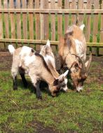 3 Vlaamse Geiten (mannelijk), Dieren en Toebehoren, Meerdere dieren, Geit, 0 tot 2 jaar