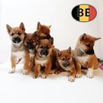 Prachtige Shiba Inu-puppy’s te koop, Dieren en Toebehoren, België, CDV (hondenziekte), 8 tot 15 weken, Meerdere
